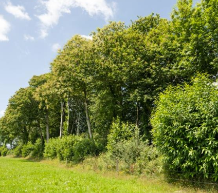 Poster : Déploiement d’une filière bois bocager Label Haie en Normandie