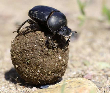 Poster : ColCopEA, la recherche et l’Enseignement Agricole se penchent sur les bousiers